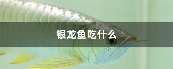 白子銀龍魚長大能變黃嗎（關(guān)于白子銀龍魚顏色變化的詳細信息） 龍魚百科 第2張