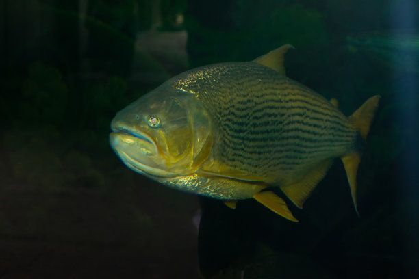 濟南龍魚養(yǎng)殖場電話