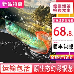 黃化銀龍魚價(jià)格走勢圖最新（2024年黃化銀龍魚最新價(jià)格_多少錢一條） 龍魚百科 第3張