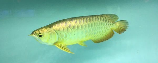 45厘米的金龍魚需要幾年壽命（金龍魚的壽命到底是多少年？） 龍魚百科 第1張