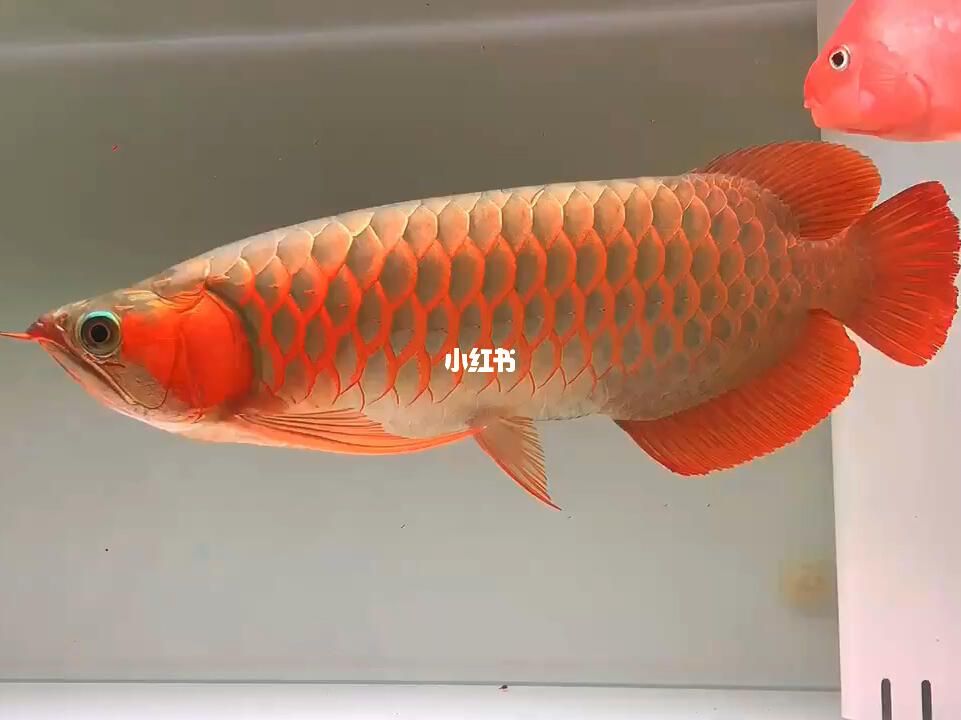 25公分紅龍魚價(jià)格表（25公分紅龍魚多少錢一條紅龍魚價(jià)格360問答）