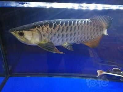 50公分龍魚多少錢一條（50公分的龍魚價(jià)格因品種和品相不同而有所差異）