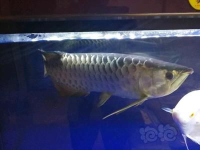 50公分龍魚多少錢一條（50公分的龍魚價(jià)格因品種和品相不同而有所差異）