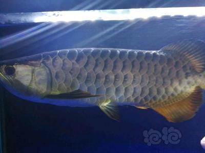 50公分龍魚多少錢一條（50公分的龍魚價(jià)格因品種和品相不同而有所差異）