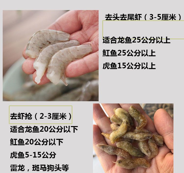 60公分龍魚多久喂一次飼料（龍魚喂養(yǎng)頻率取決于龍魚的種類、大小、水溫和飼料類型等因素） 龍魚百科 第1張