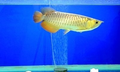 20厘米金龍魚一天喂幾次飼料（20厘米的金龍魚一天喂多少）