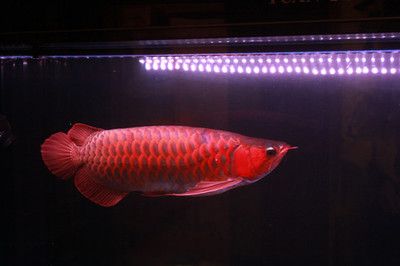 紅龍魚(yú)用什么顏色燈比較好看（養(yǎng)紅龍魚(yú)用什么燈發(fā)色好） 龍魚(yú)百科 第2張