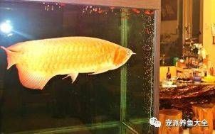 紅龍魚怎么喂食的（紅龍魚的喂食方法）