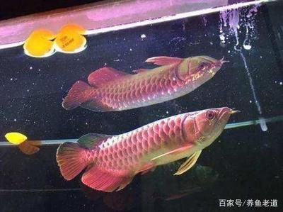 大龍魚如何撈出來(lái)（大龍魚的捕撈過(guò)程需要格外小心以避免對(duì)其造成傷害） 龍魚百科 第3張