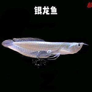 大型銀龍魚多少錢（2019銀龍魚價格多少錢一條銀龍魚價格多少錢一條）