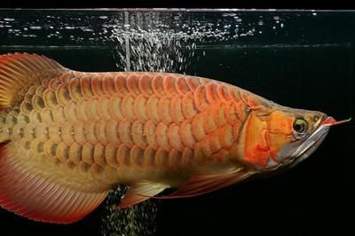 60公分龍魚(yú)幾天喂一次食物（60公分的龍魚(yú)屬于成魚(yú)階段） 龍魚(yú)百科 第1張