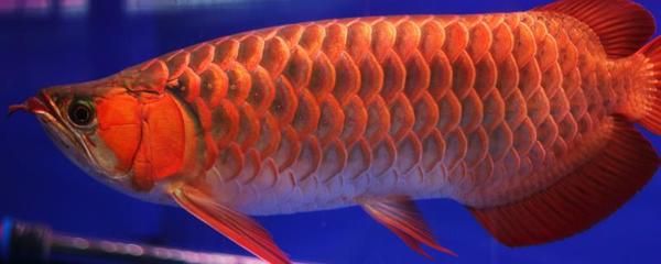 60公分龍魚(yú)幾天喂一次食物（60公分的龍魚(yú)屬于成魚(yú)階段） 龍魚(yú)百科 第2張