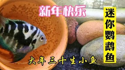 紅龍魚怎么生小魚（紅龍魚怎么繁殖后代）