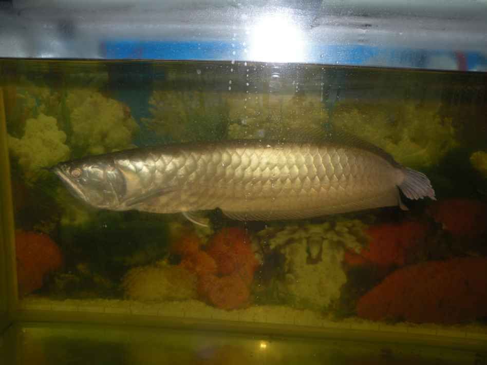 80cm銀龍魚(yú)價(jià)格（80cm銀龍魚(yú)價(jià)格在深圳一條長(zhǎng)80cm的銀龍魚(yú)多少錢(qián)一條）