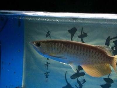 寶石龍魚30cm多少錢一條（20-30cm的寶石龍魚大概在多少錢啊?） 龍魚百科 第1張