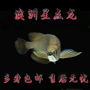 黃化白子銀龍魚單養(yǎng)（關于黃化白子銀龍魚的問題） 龍魚百科 第2張