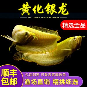 黃化白子銀龍魚單養(yǎng)（關于黃化白子銀龍魚的問題） 龍魚百科 第1張