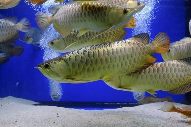 紅龍魚與銀龍魚混養(yǎng)怎么樣（銀龍魚和紅龍魚可以混養(yǎng)嗎？） 龍魚百科 第3張