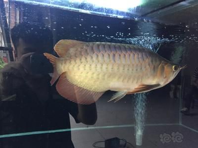 福龍龍魚（關(guān)于福龍魚的那些不為人知的秘密）