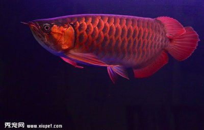 橙紅龍魚與紅龍區(qū)別（橙紅龍魚與紅龍魚區(qū)別）