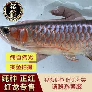 紅龍魚魚苗批發(fā)價(jià)格表（紅龍魚魚苗價(jià)格-最新紅龍魚苗價(jià)格、批發(fā)報(bào)價(jià)、價(jià)格大全） 龍魚百科 第2張