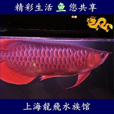 布都赤焰龍魚 龍魚百科 第1張