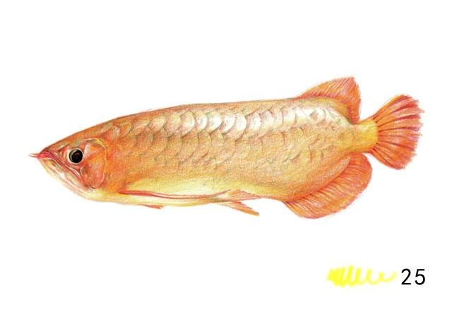 家里掛金龍魚畫好嗎（家里掛金龍魚畫的風(fēng)水學(xué)）