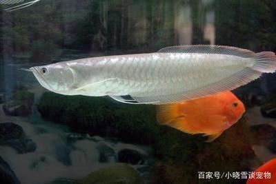 家里養(yǎng)銀龍魚要注意什么（養(yǎng)銀龍魚的注意事項）