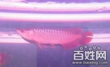 極品血龍魚多少錢（世界上最貴的血龍魚是什么魚？） 龍魚百科 第1張