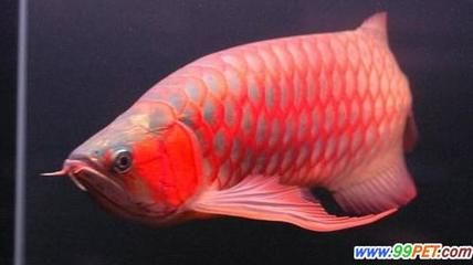 50厘米紅龍魚（50厘米的紅龍魚能活多久？） 龍魚百科 第3張