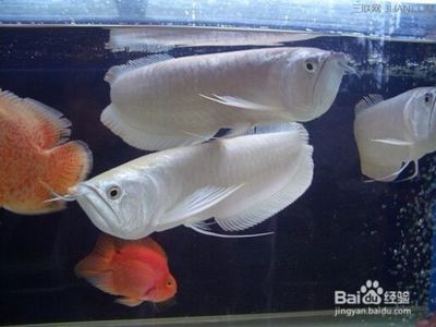 家庭養(yǎng)銀龍魚（家庭養(yǎng)銀龍魚的飼養(yǎng)方法是什么銀龍魚怎么養(yǎng)銀龍魚的）