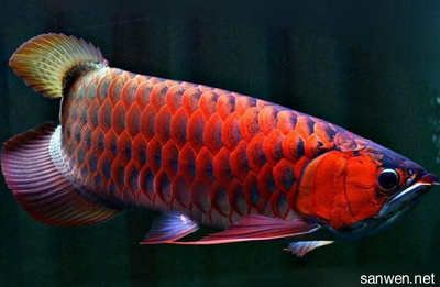 家里養(yǎng)紅龍魚(yú)都喂什么吃的（紅龍魚(yú)吃什么好紅龍魚(yú)吃什么最好紅龍魚(yú)吃什么最好）