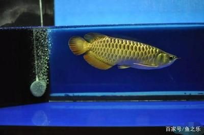 20厘米的龍魚需要多大缸（20厘米的銀龍魚需要多大的缸）