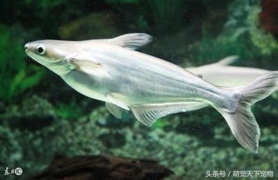 家養(yǎng)銀龍魚幾條最好養(yǎng)（銀龍魚一般養(yǎng)幾條）