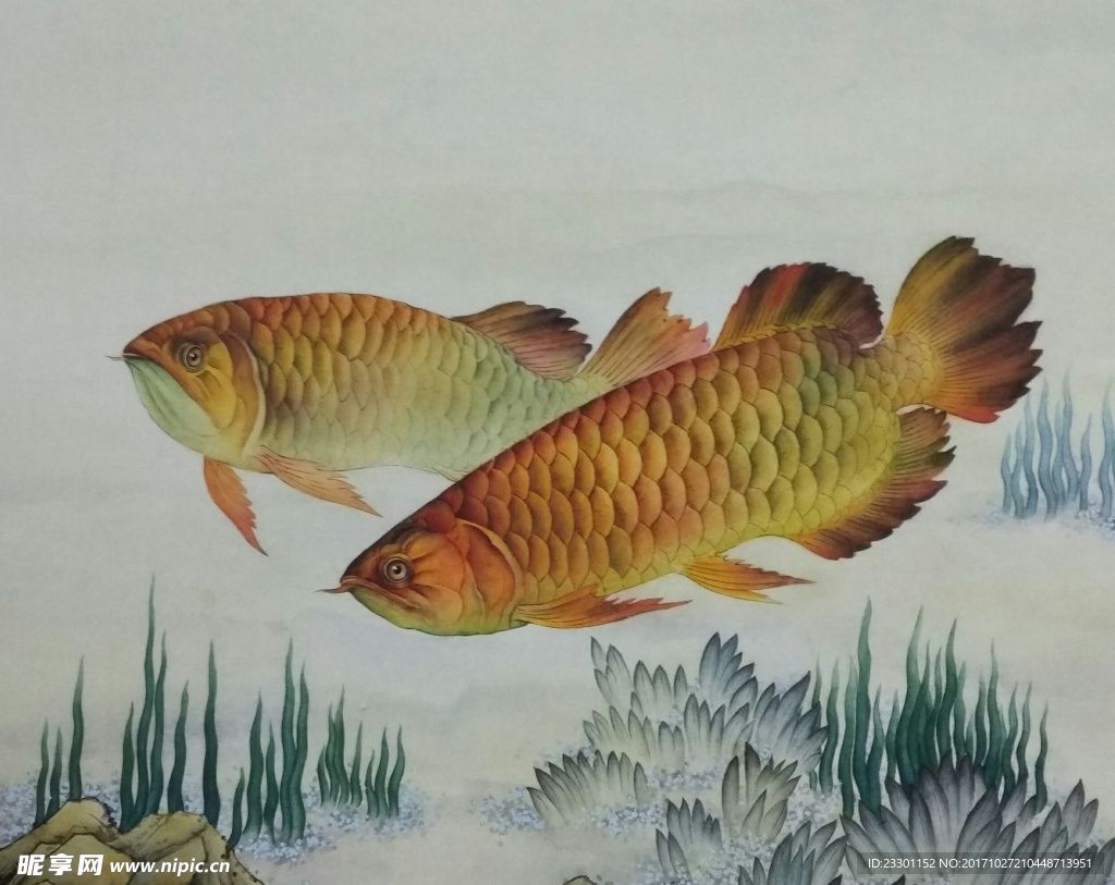 繪畫(huà)金龍魚(yú)（繪畫(huà)金龍魚(yú)的基本畫(huà)法和注意事項(xiàng)和注意事項(xiàng)）