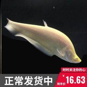 白化銀龍魚的配魚（白化銀龍魚最佳5種配魚推薦） 龍魚百科 第3張