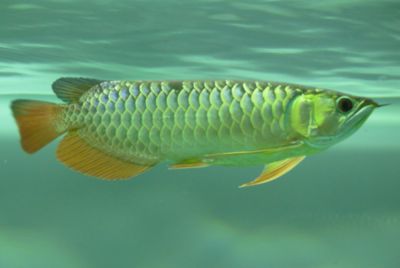 成年紅龍魚幾天喂一次食物好（成年紅龍魚的喂養(yǎng)頻率） 龍魚百科 第2張