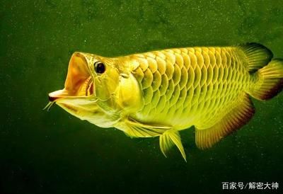 家里養(yǎng)金龍魚好嗎（家中養(yǎng)金龍魚好不好養(yǎng)金龍魚飼養(yǎng)禁忌查查吧）