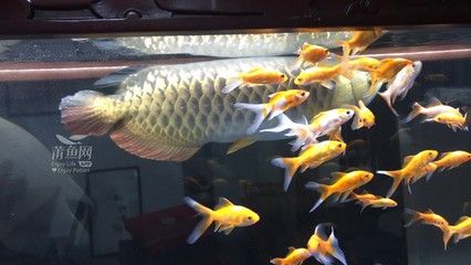 20公分金龍魚配魚什么最佳（20公分金龍魚的最佳配魚）