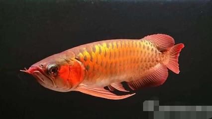 價(jià)值百萬的龍魚排名榜前十名（價(jià)值百萬的龍魚排名榜） 龍魚百科 第1張