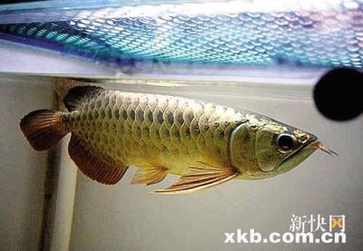 價(jià)值百萬的龍魚排名榜前十名（價(jià)值百萬的龍魚排名榜） 龍魚百科 第3張