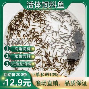 40公分龍魚喂多少飼料合適（40公分的龍魚每天喂食一次就足夠了這樣飼養(yǎng)龍魚）