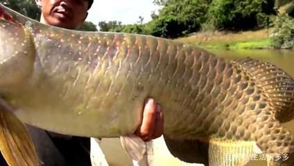 釣上金龍魚（《天天釣魚》如何釣金龍魚(北冥仙境） 龍魚百科 第1張