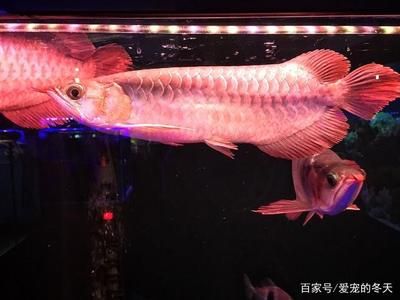 幾年的龍魚才叫成魚（金龍魚多少年可以長成成魚360問答） 龍魚百科 第1張