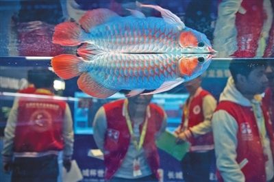 2024世界龍魚(yú)錦標(biāo)賽（2019“長(zhǎng)城杯”世界龍魚(yú)錦標(biāo)賽報(bào)名開(kāi)啟） 龍魚(yú)百科 第1張