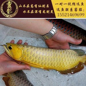 活體金龍魚批發(fā)市場(chǎng)（活體金龍魚批發(fā)市場(chǎng)在哪里）