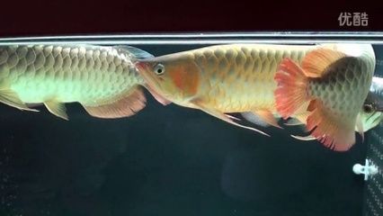 1米龍魚的視頻（1米長的龍魚視頻與1米長龍魚相關(guān)的視頻鏈接及內(nèi)容簡介） 龍魚百科 第3張