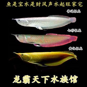 黃化銀龍魚好還是金龍魚好養(yǎng)（金龍魚和銀龍魚哪個好養(yǎng)）