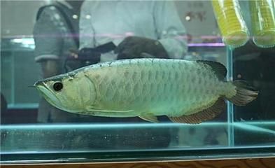 2024年銀龍魚(yú)多少錢(qián)（2024年8月紅龍魚(yú)銀龍魚(yú)哪種貴） 龍魚(yú)百科 第1張