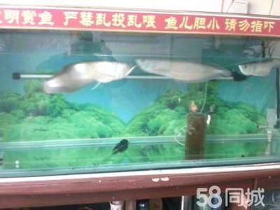 40公分的銀龍魚多少錢一條（40公分的銀龍魚價(jià)格大致在200元到1800元之間） 龍魚百科 第3張